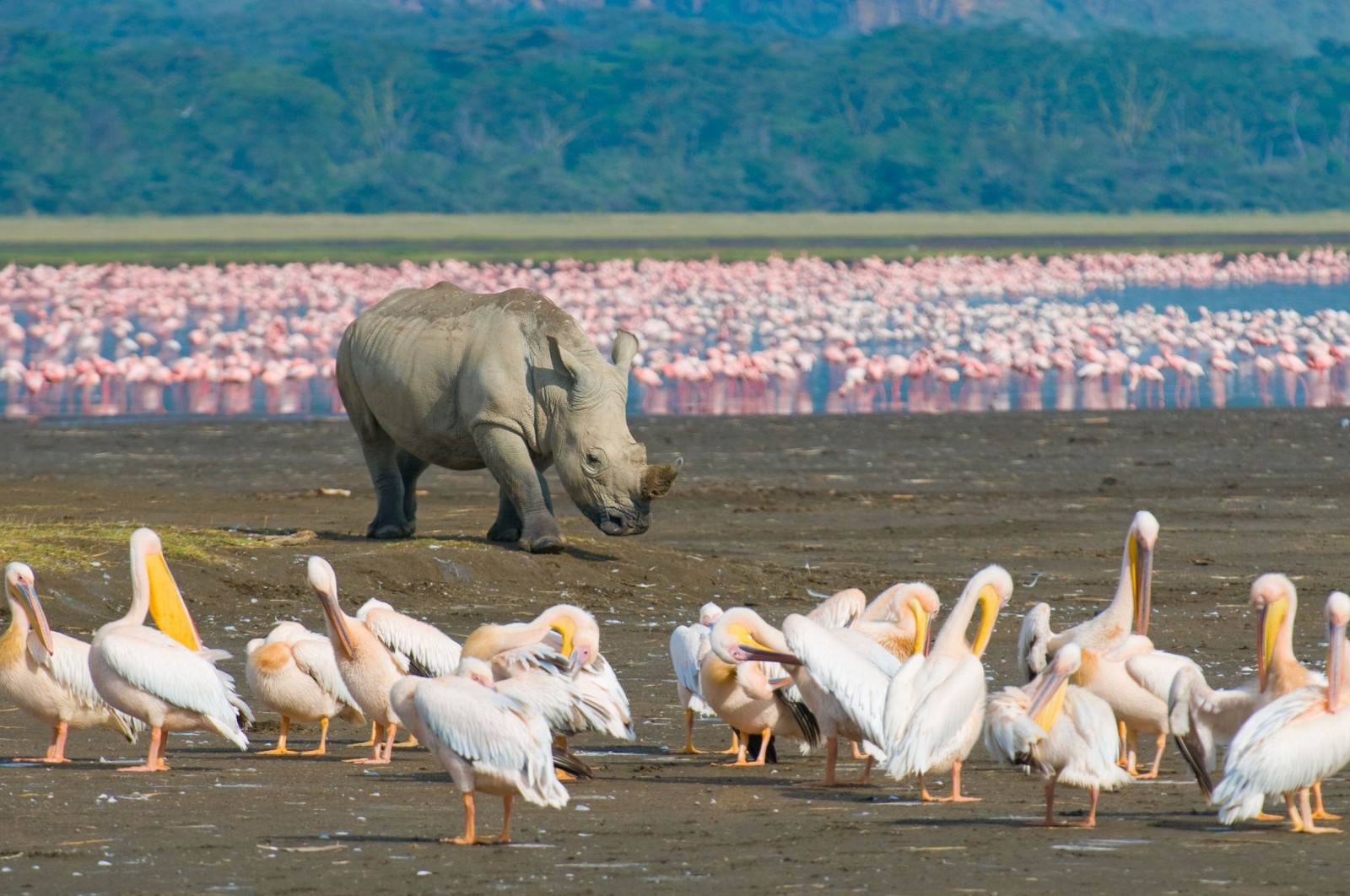 kenya wildlife service